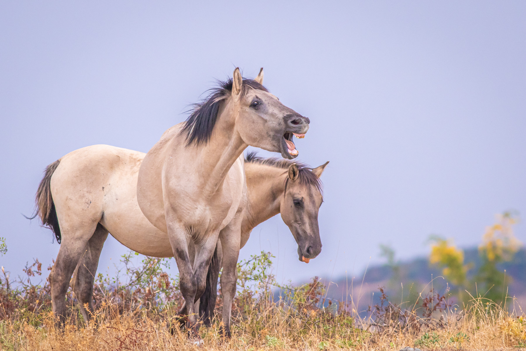 Тарпани / Tarpans