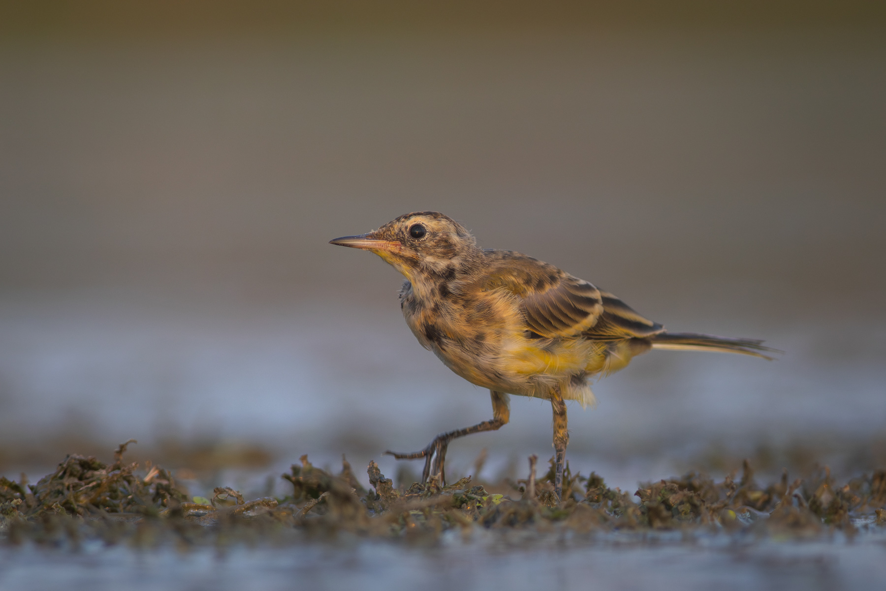 Жълта стърчиопашка/ Western Yellow Wagtail