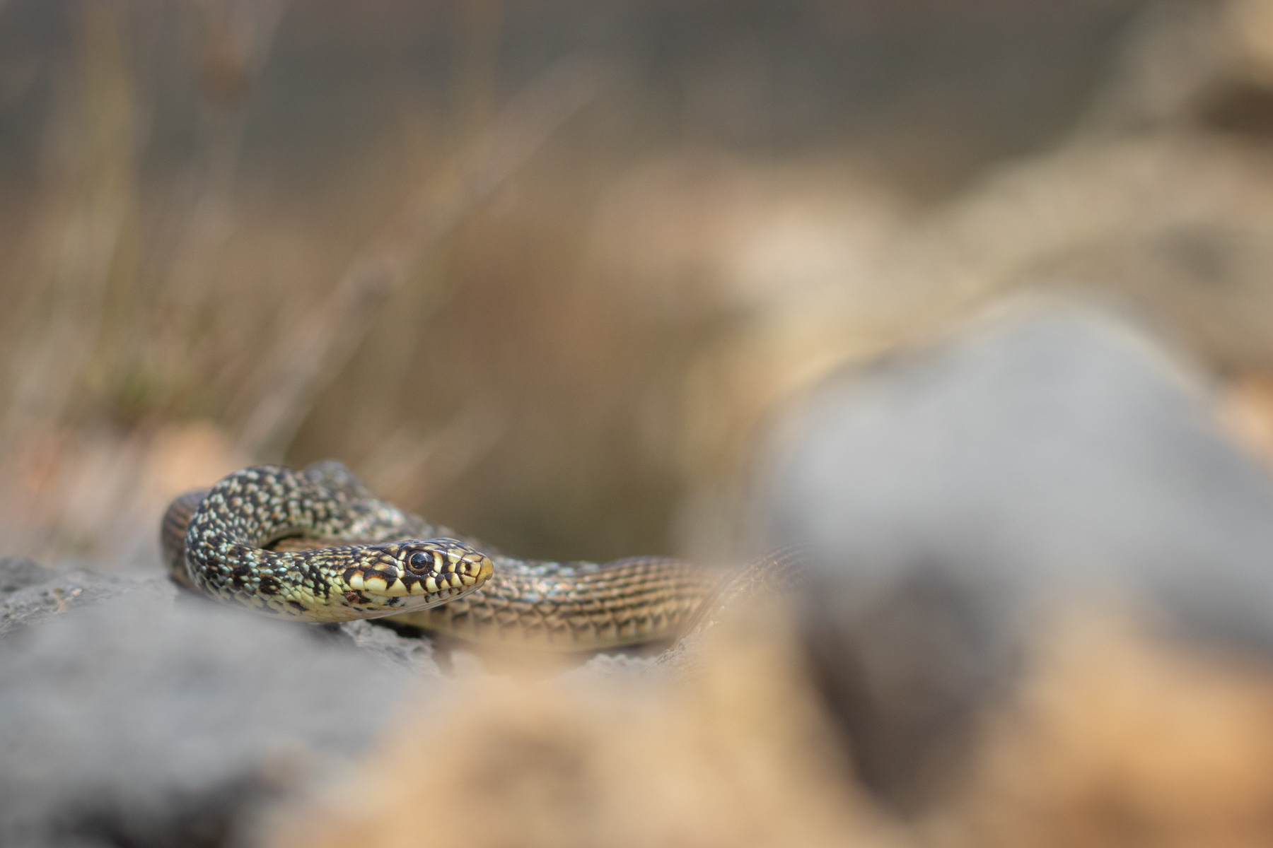 Балкански стрелец/ Balkan whip snake