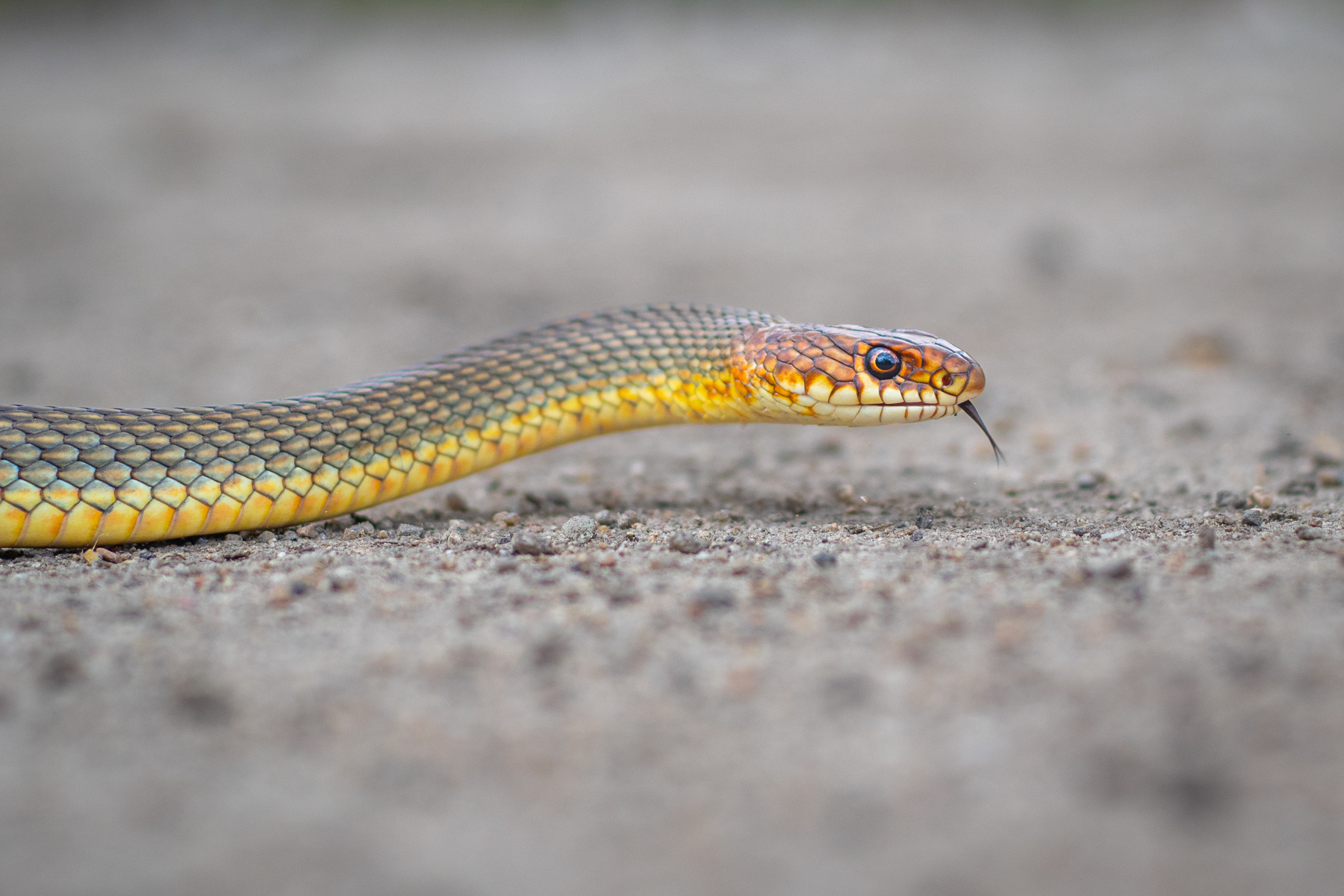 Голям стрелец/ Caspian Whip Snake