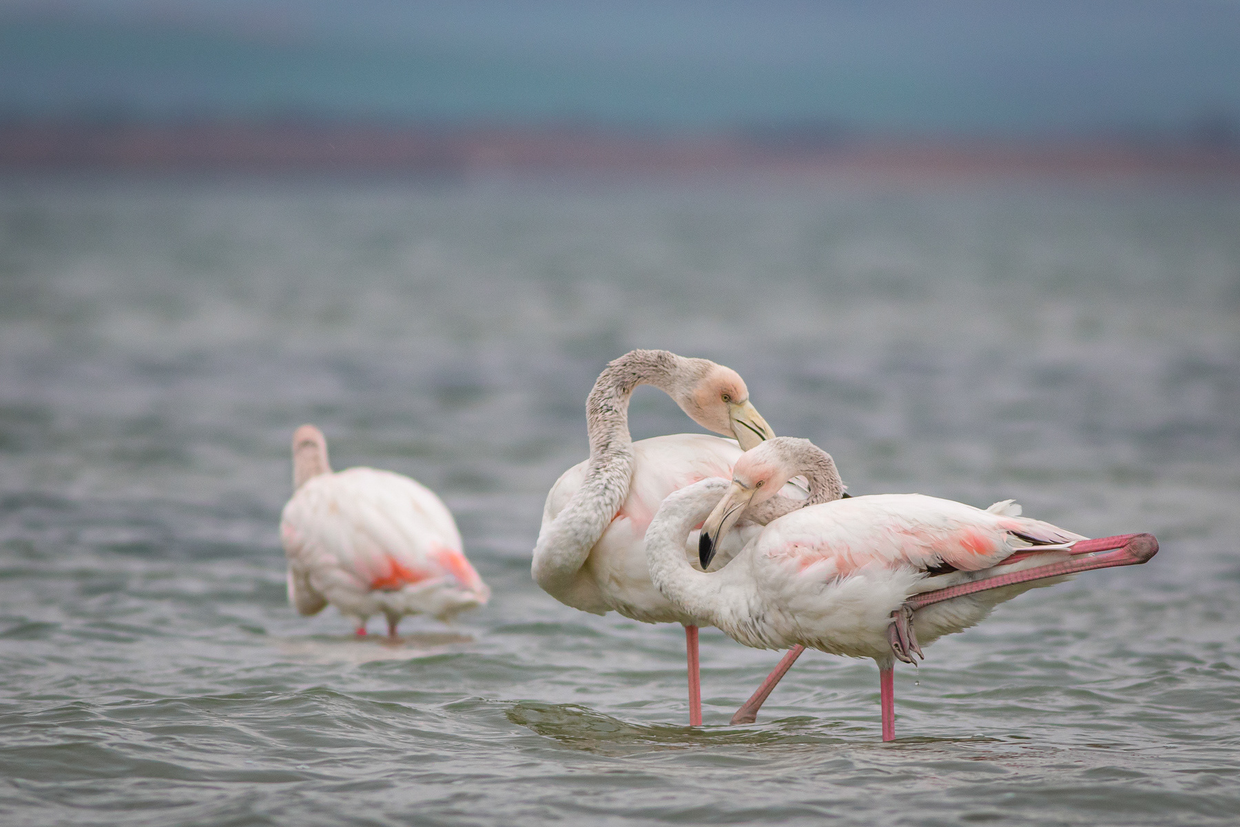 Розово фламинго/ Greater flamingo