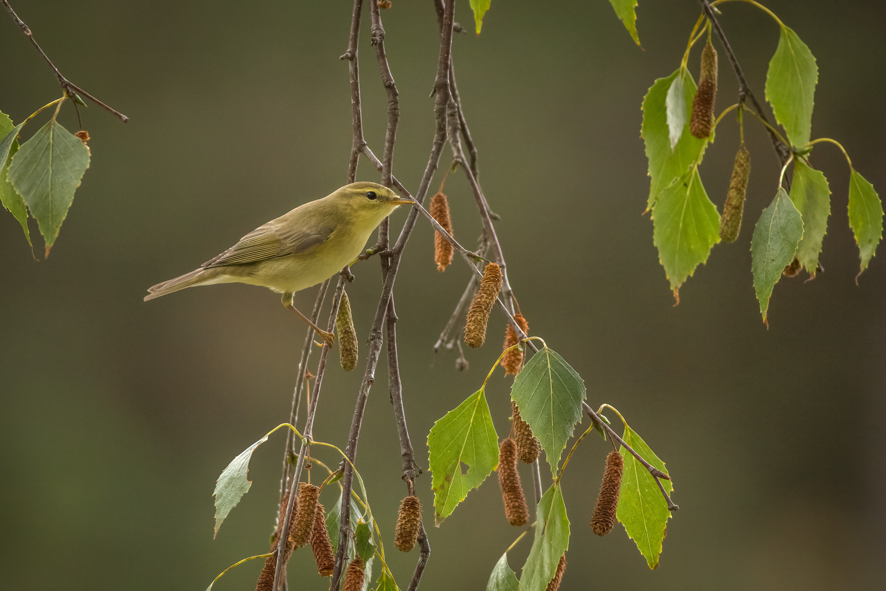 Брезов певец/ Willow warbler