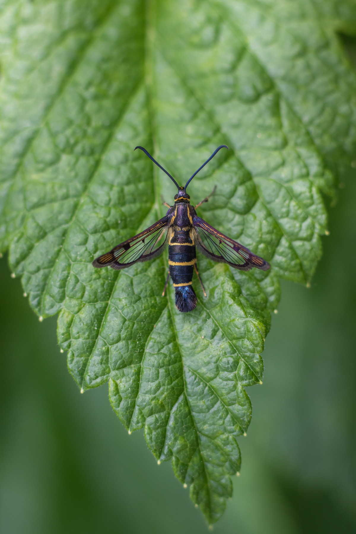Synanthedon tipuliformis