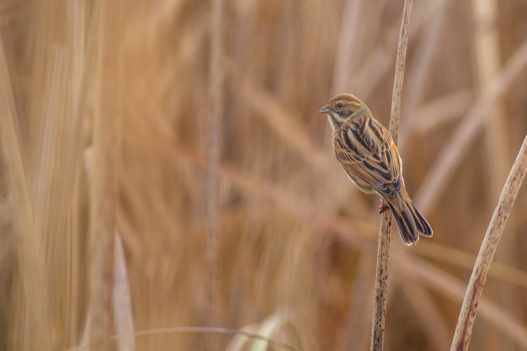 Тръстикова овесарка/ Common reed bunting