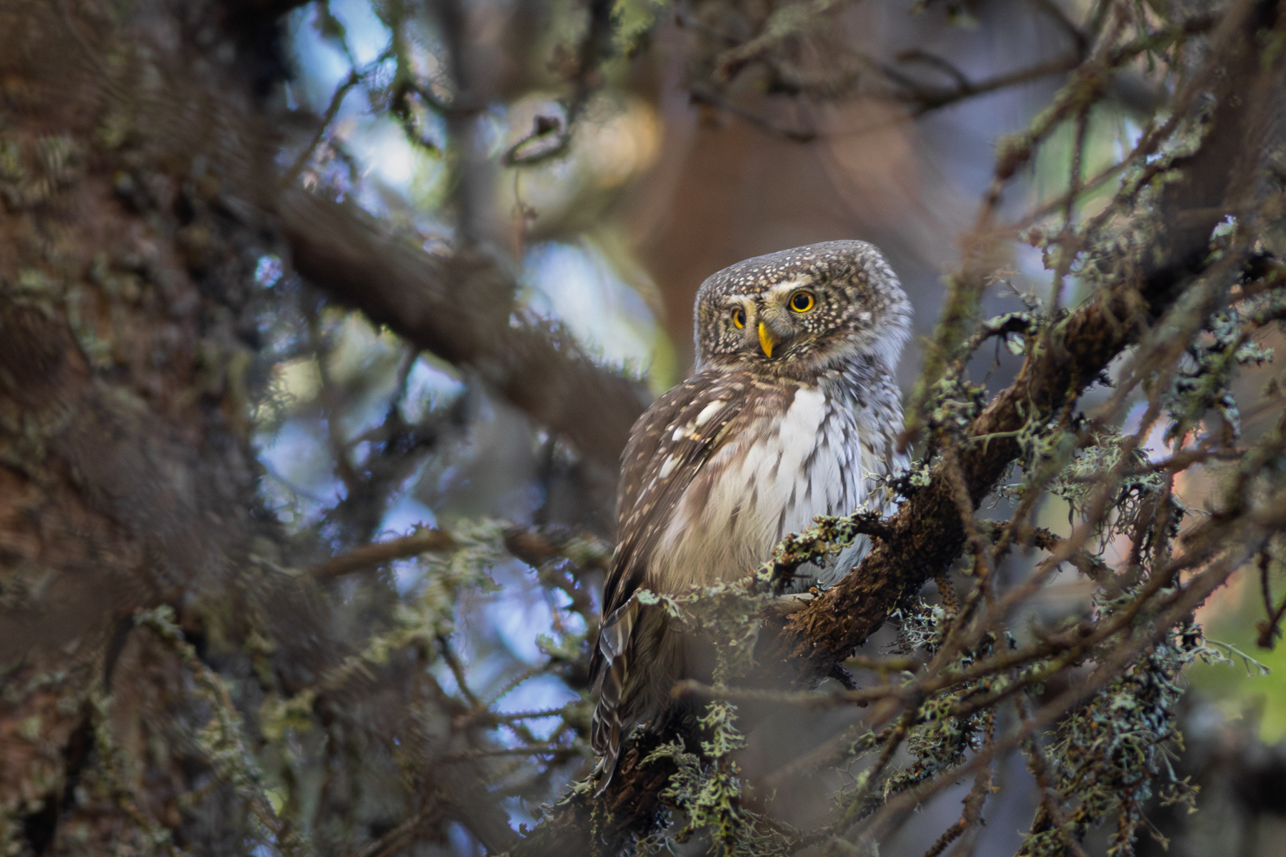Врабчова кукумявка/ Eurasian pygmy owl