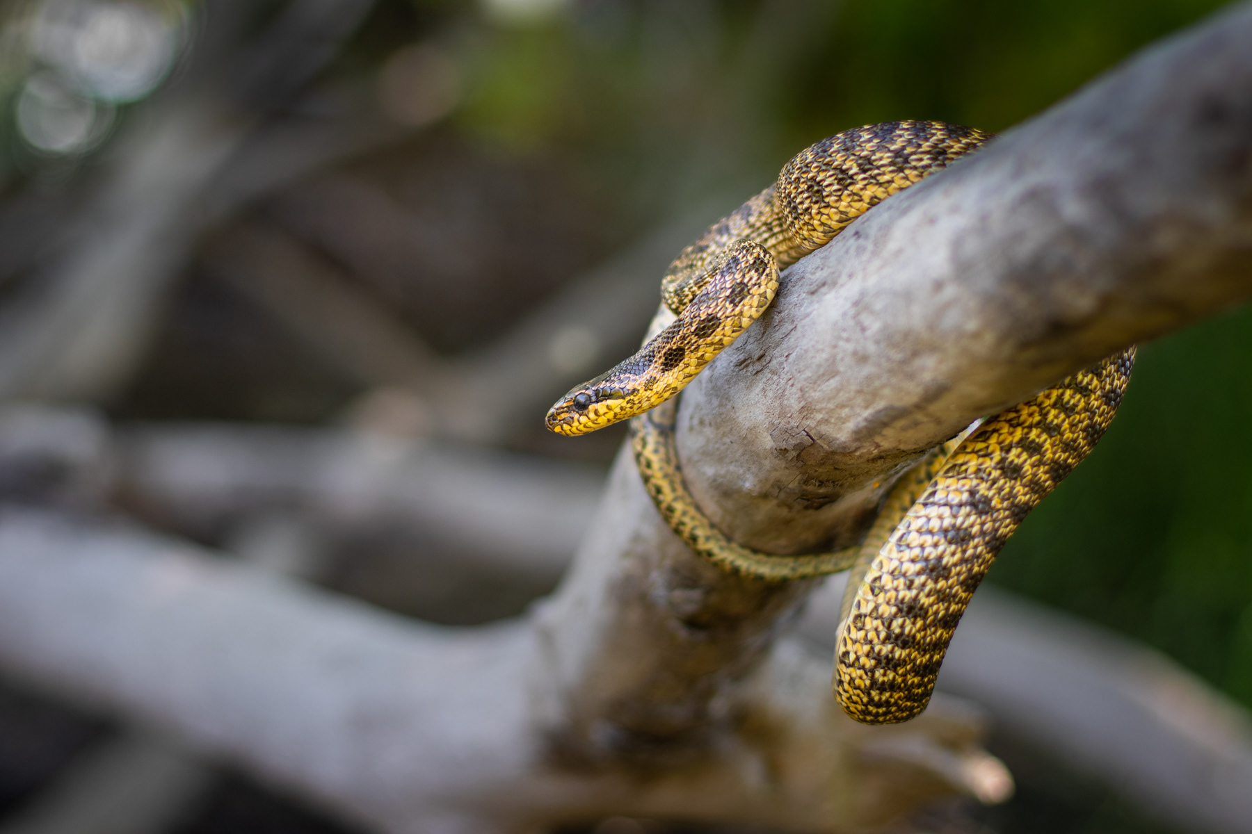 Пъстър смок/ Blotched snake