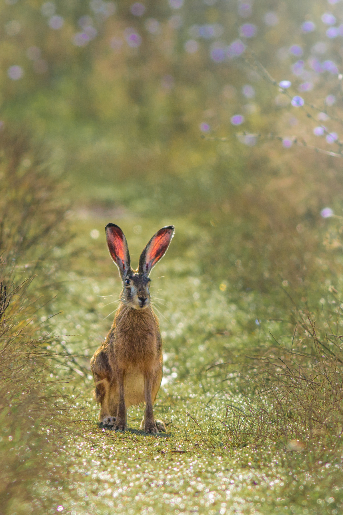 Див заек/ European hare