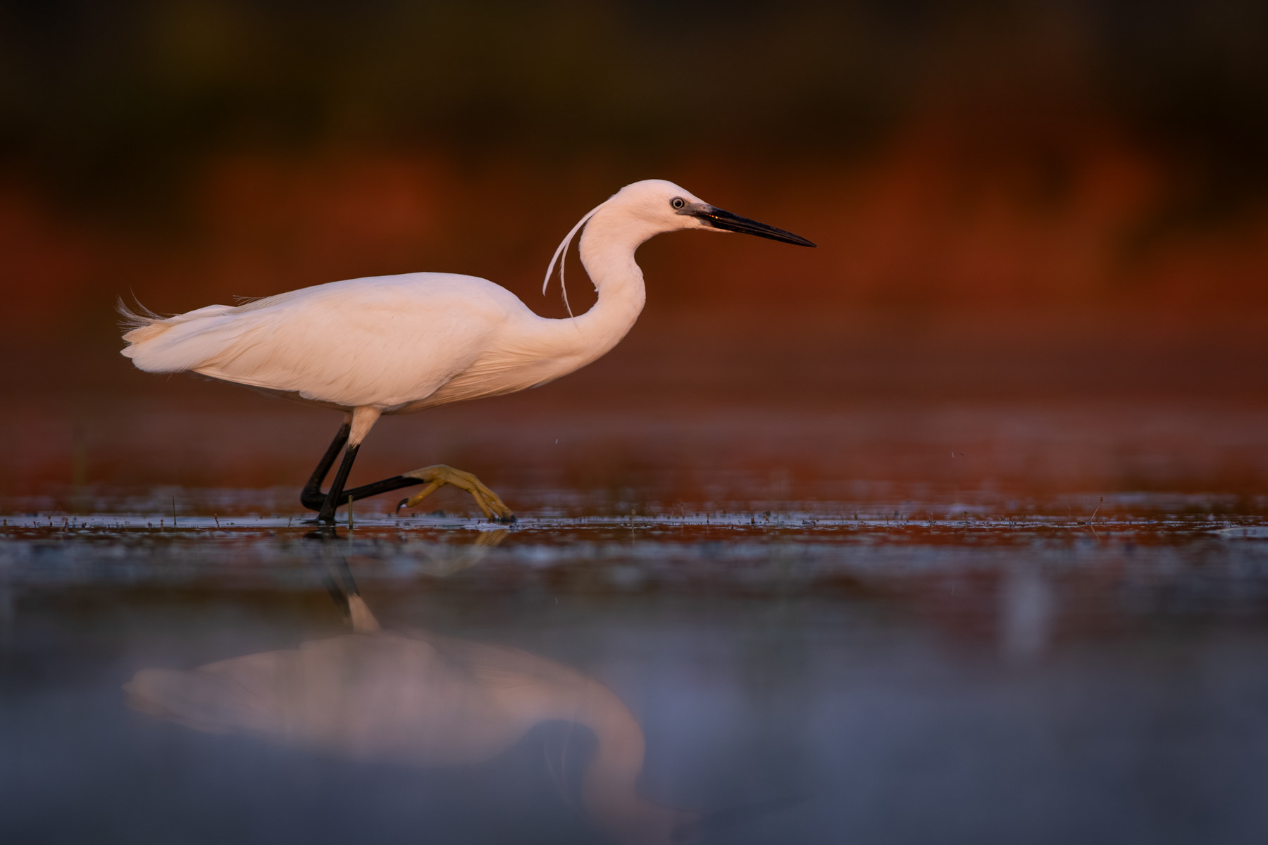 Малка бяла чапла/ Little egret