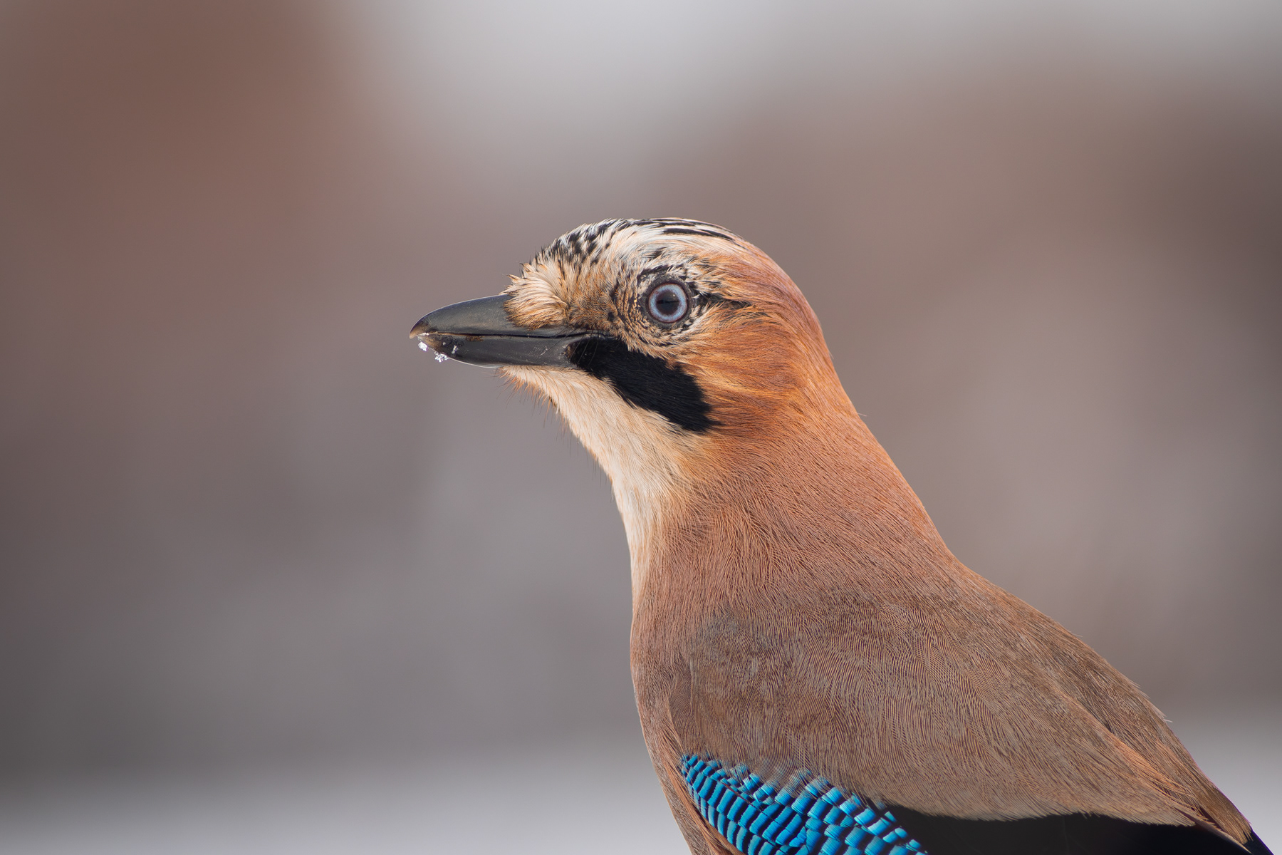 Сойка/ Eurasian jay