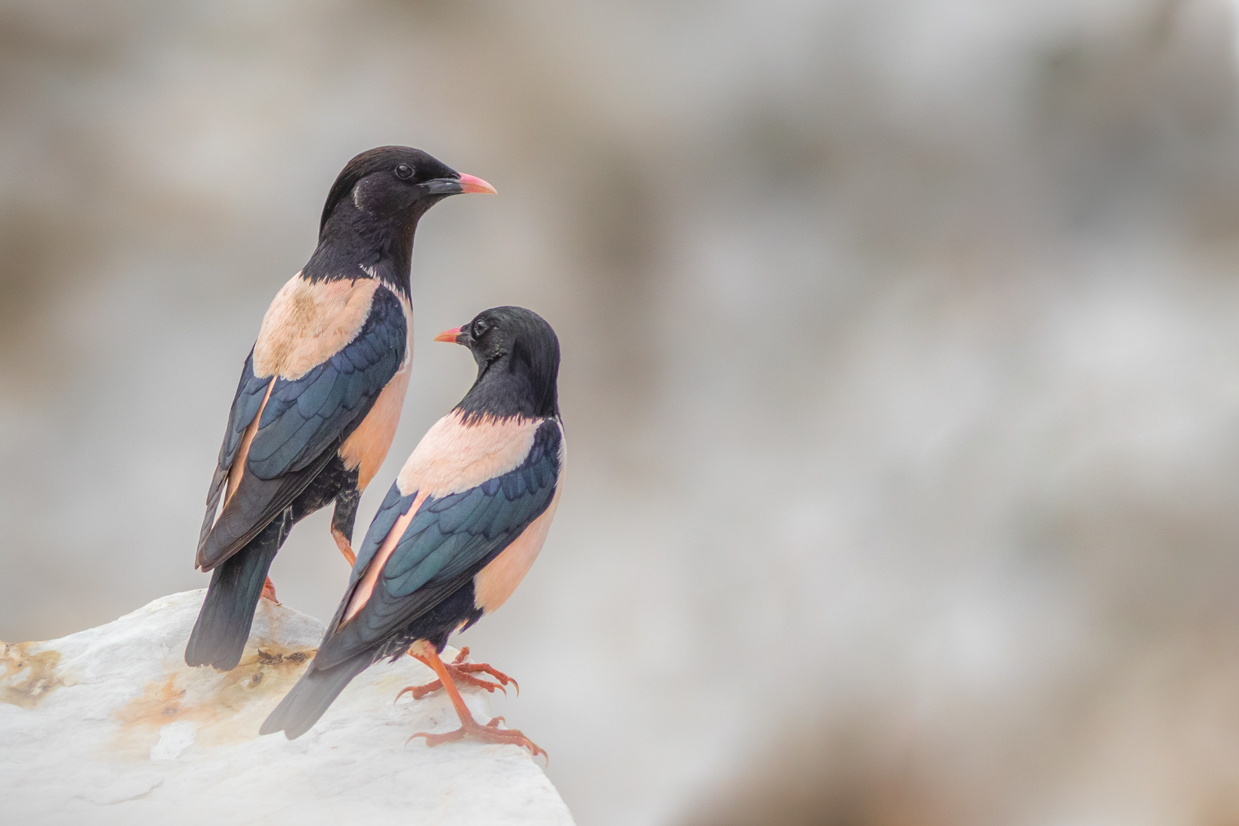 Розови скорци/ Rose starlings