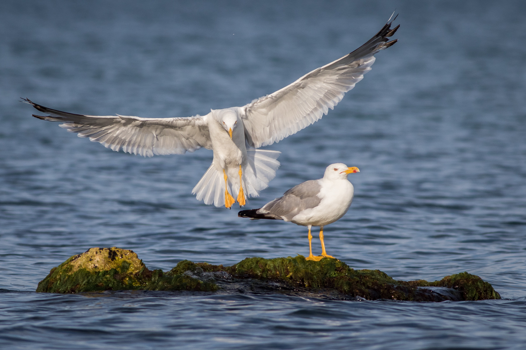 Жълтокрака чайка/ Yellow-legged gull