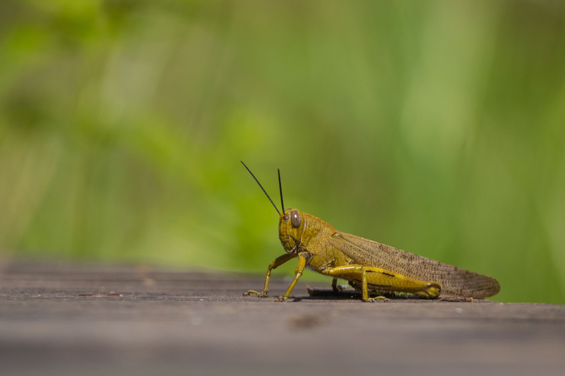 Египедски скакалец/ Egyptian grasshopper