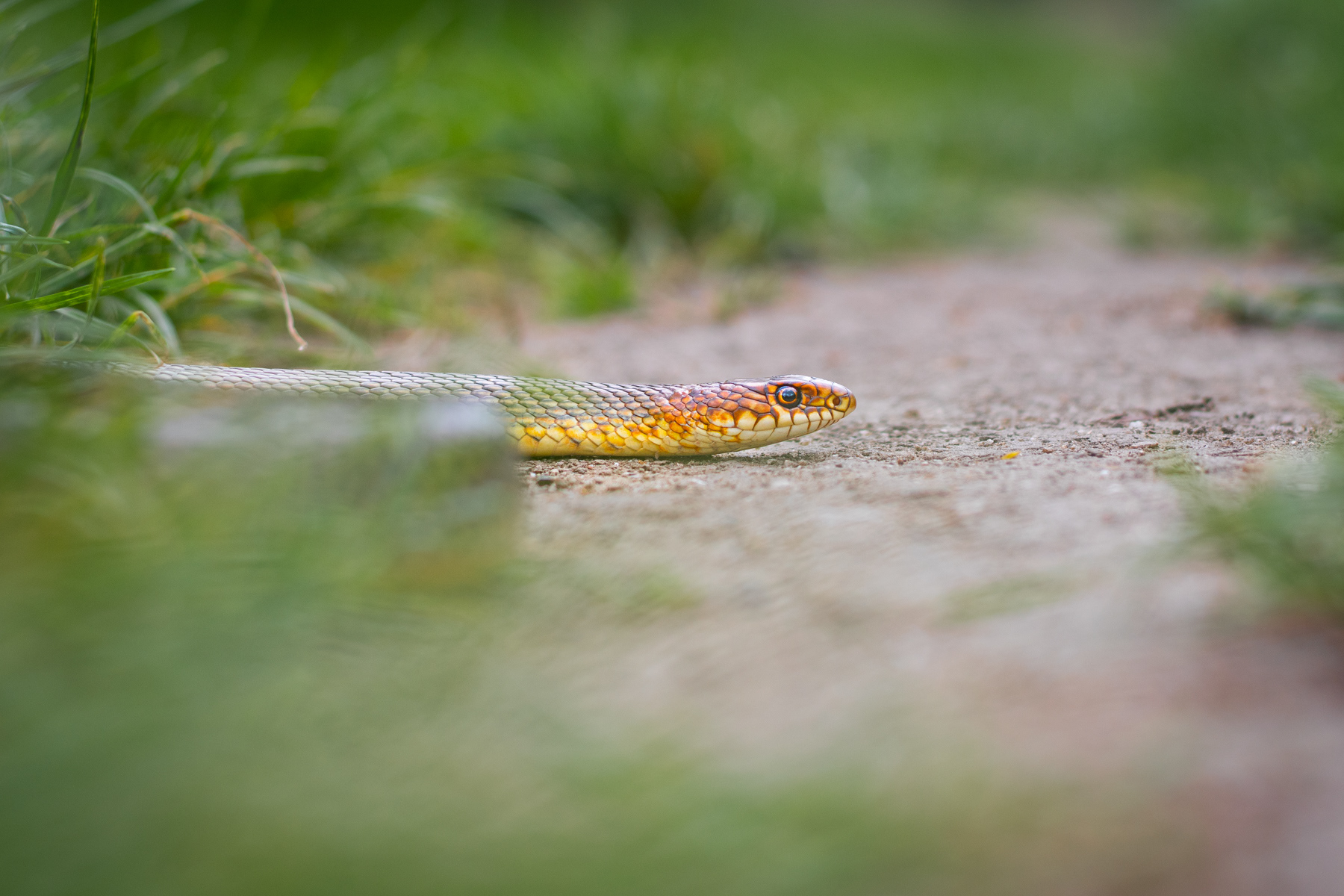 Голям стрелец/ Caspian Whip Snake