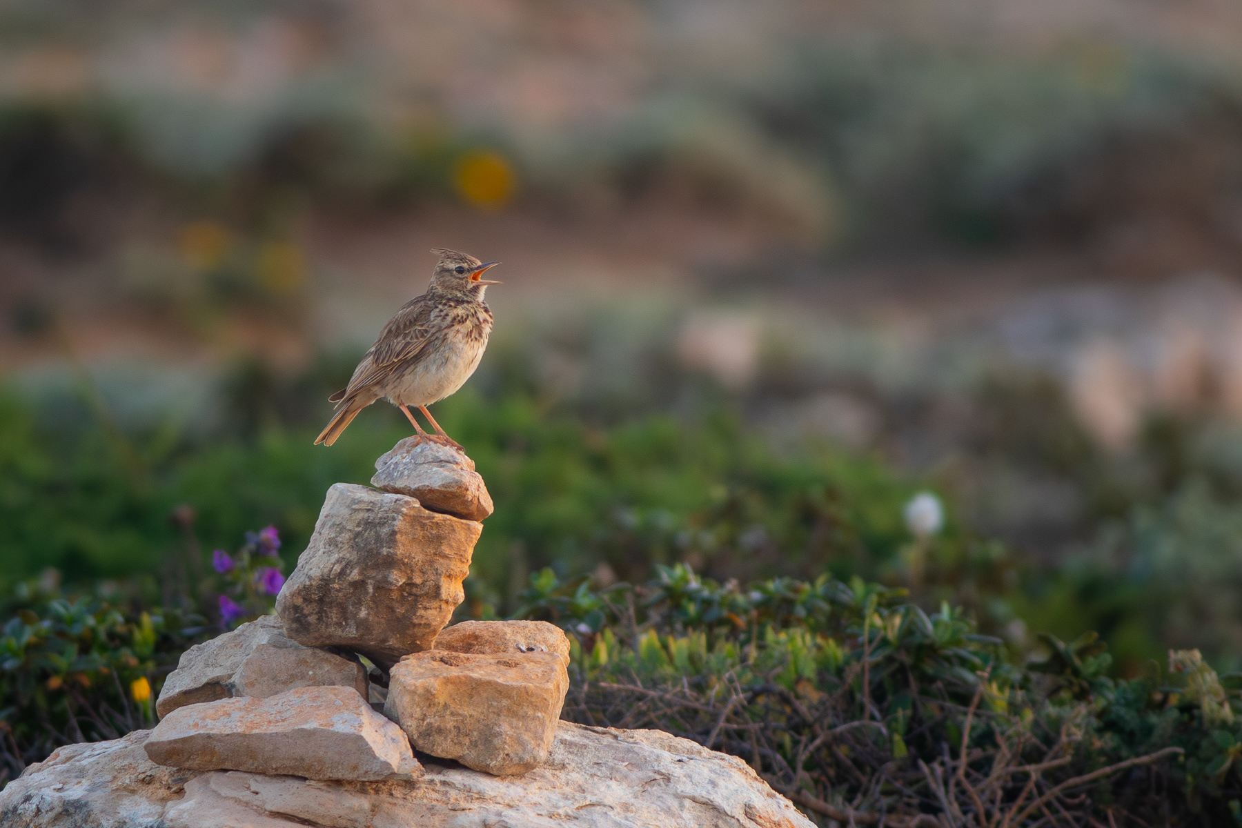 Текла/ Thekla's lark