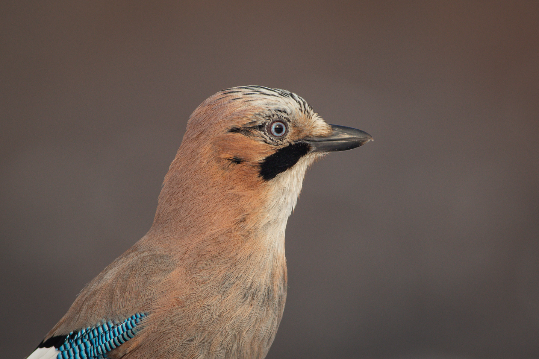 Сойка/ Eurasian jay