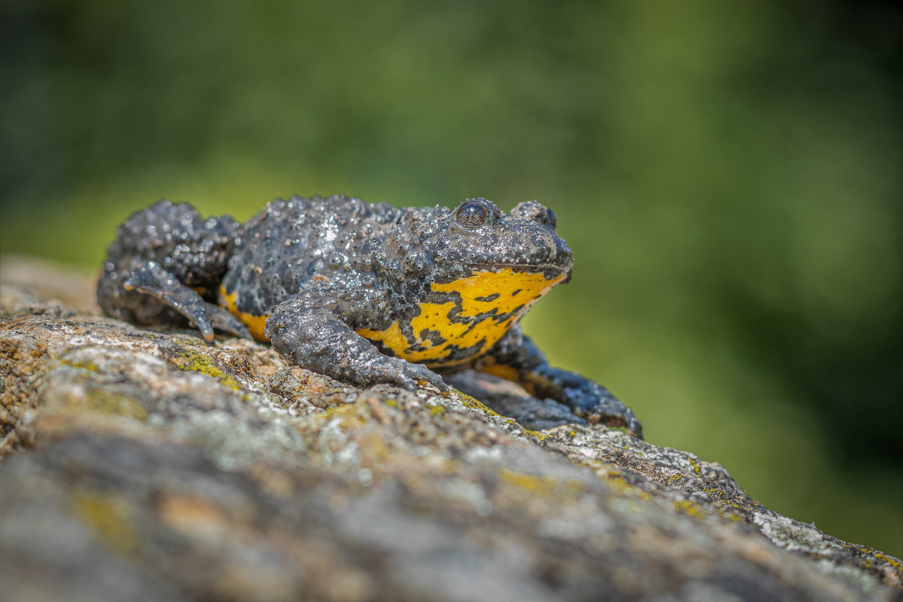 Жълтокоремна бумка/ Yellow-bellied toad