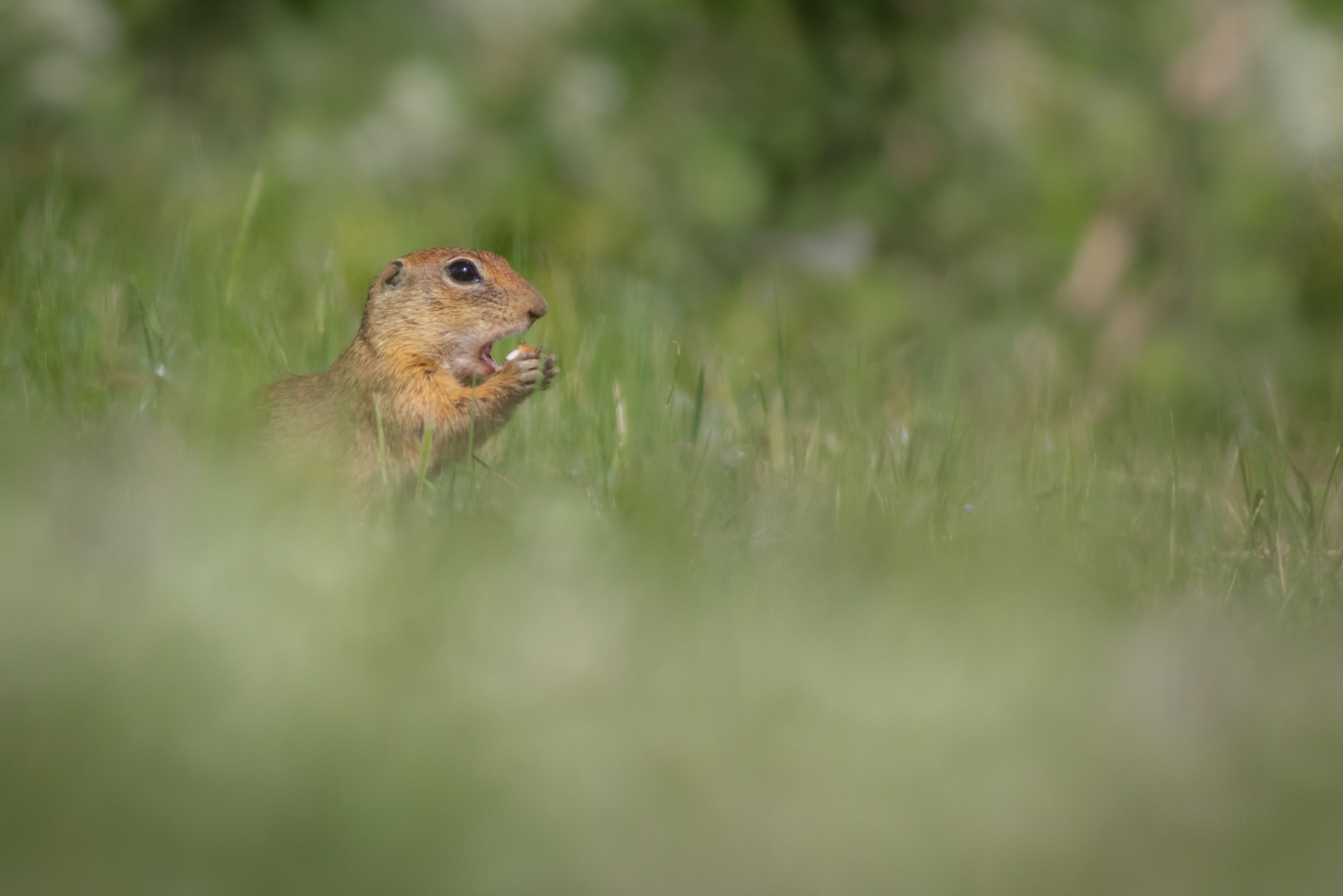 Лалугер/ European ground squirrel