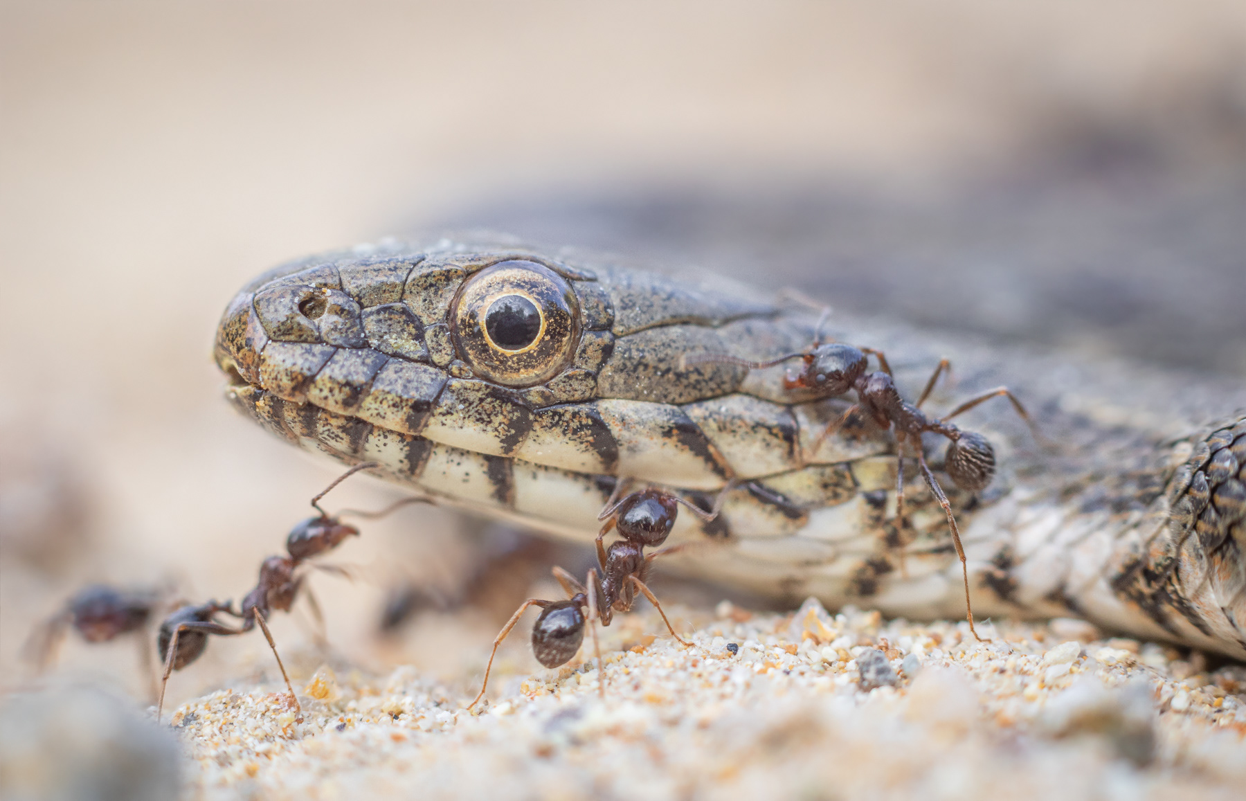 Сива водна змия/ Dice snake