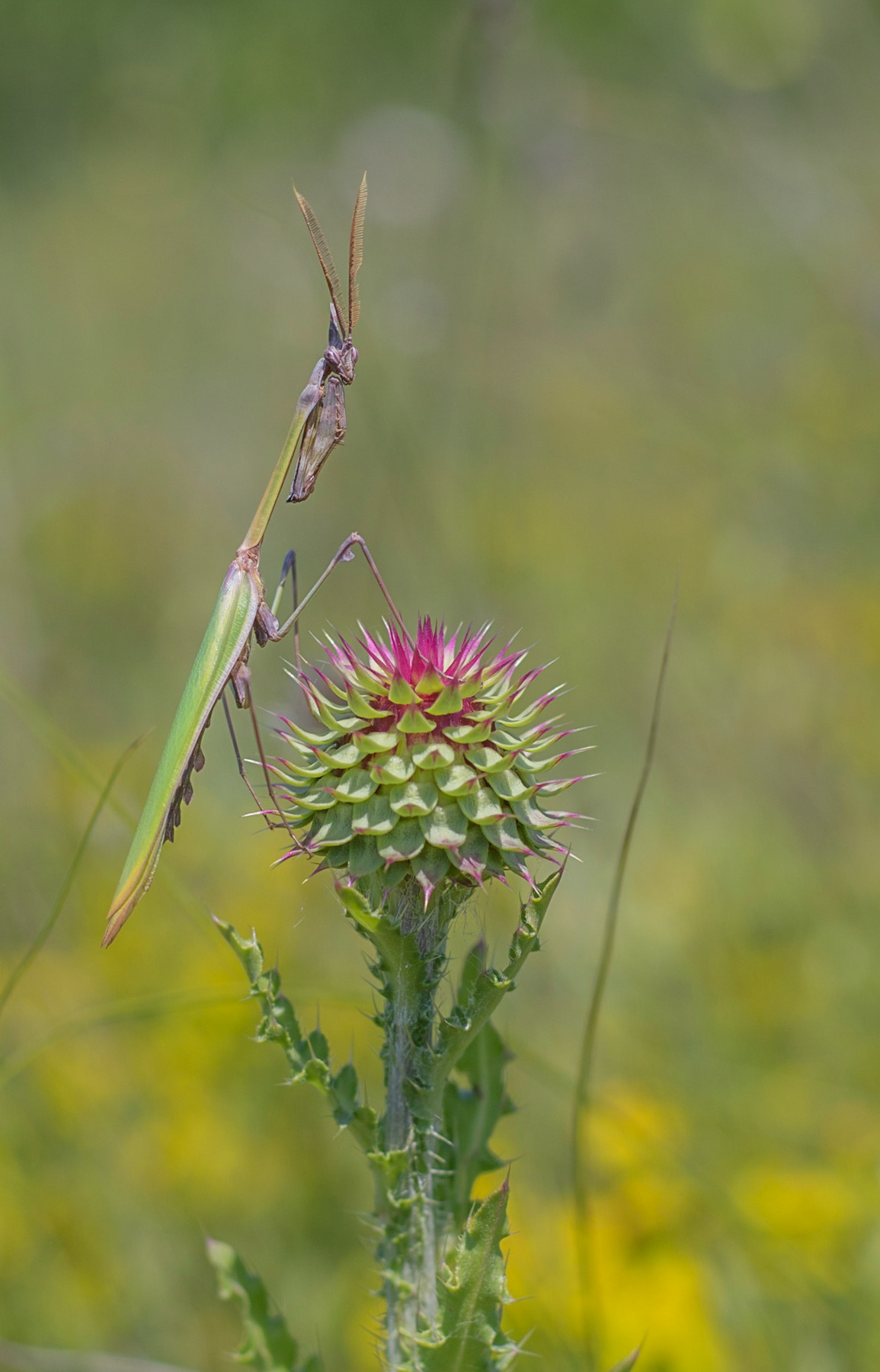 Empusa fasciata