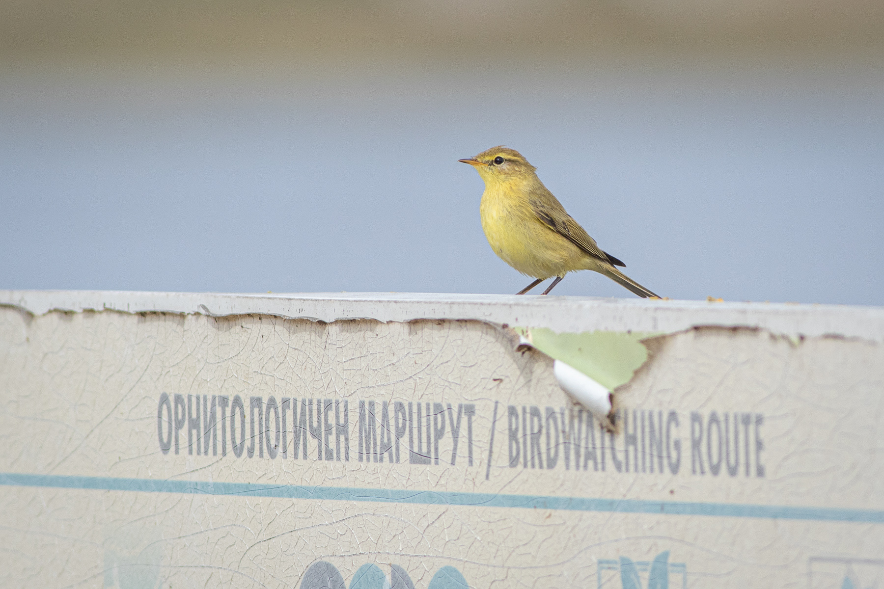 Брезов певец/ Willow warbler