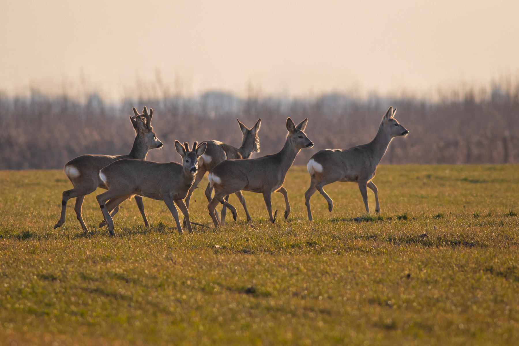 Сърни/ Roe deers