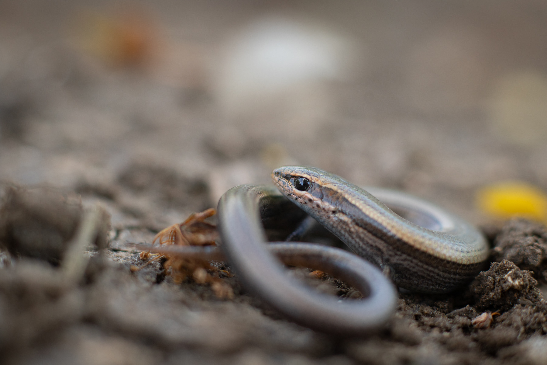 Късокрак гущер/ European copper skink