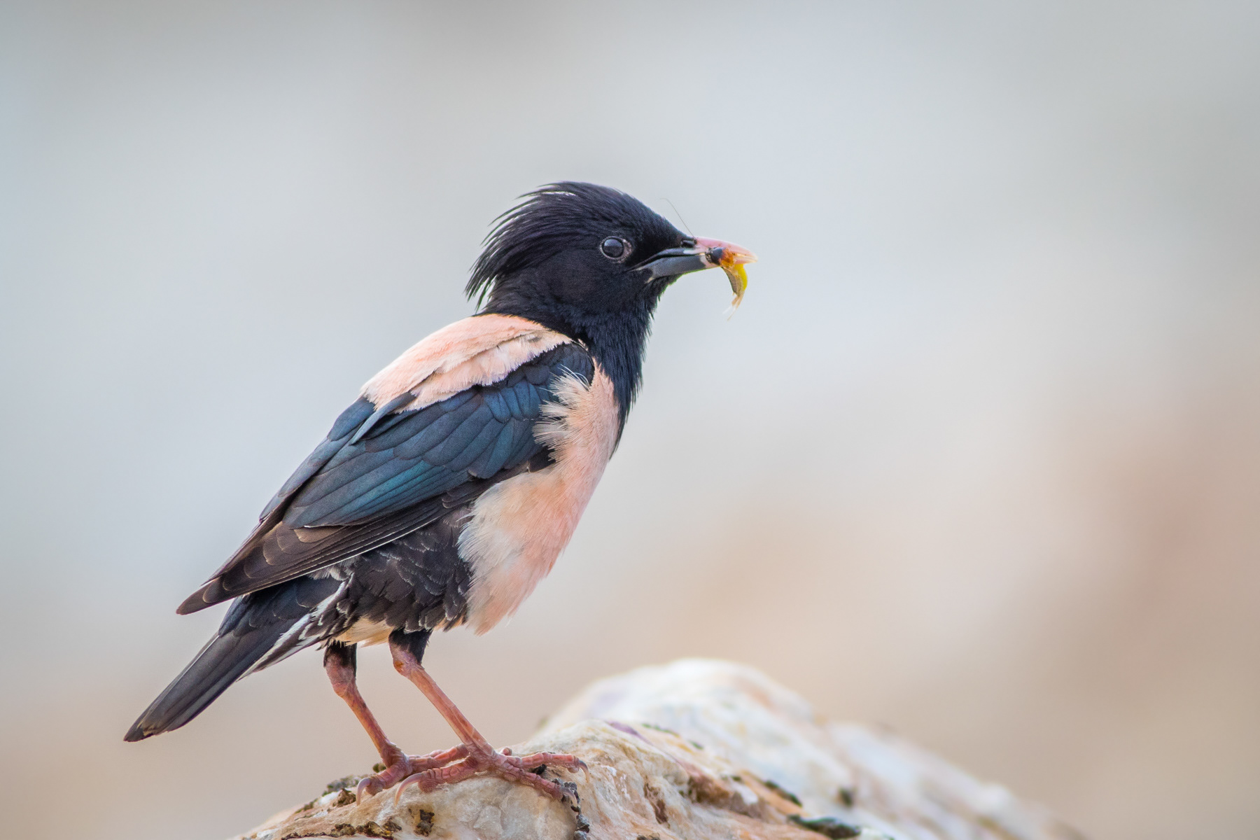 Розов скорeц/ Rose starling