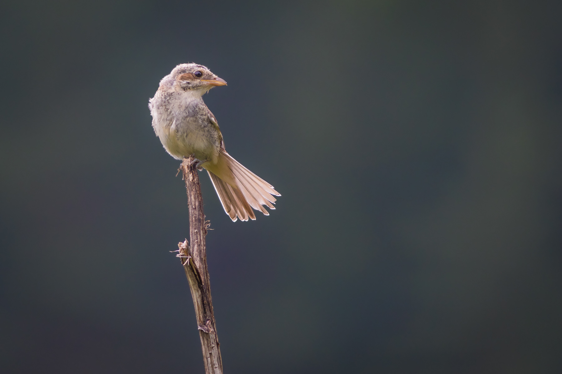 Червеногърба сврачка/ Red-backed shrike