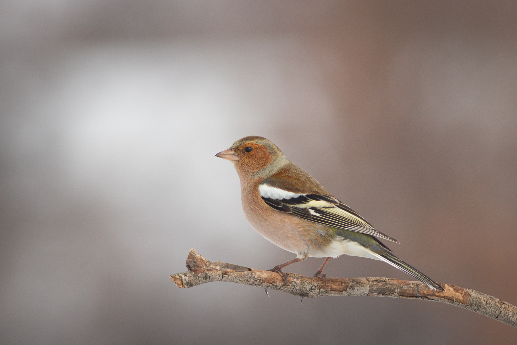 Обикновена чинка/ Eurasian chaffinch