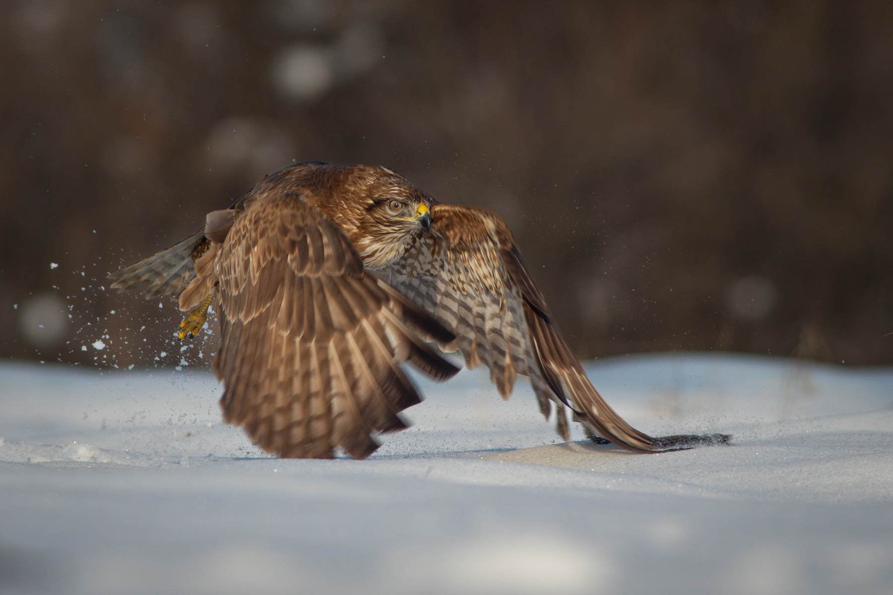 Обикновен мишелов/ Common buzzard