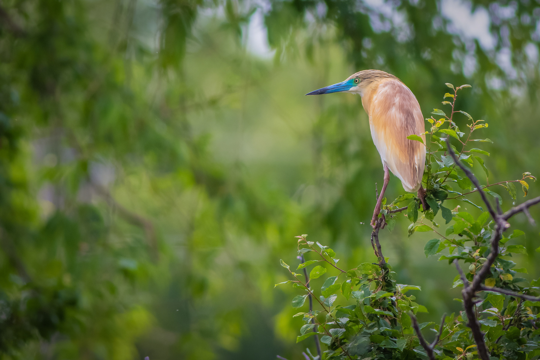 Гривеста чапла/ Squacco heron