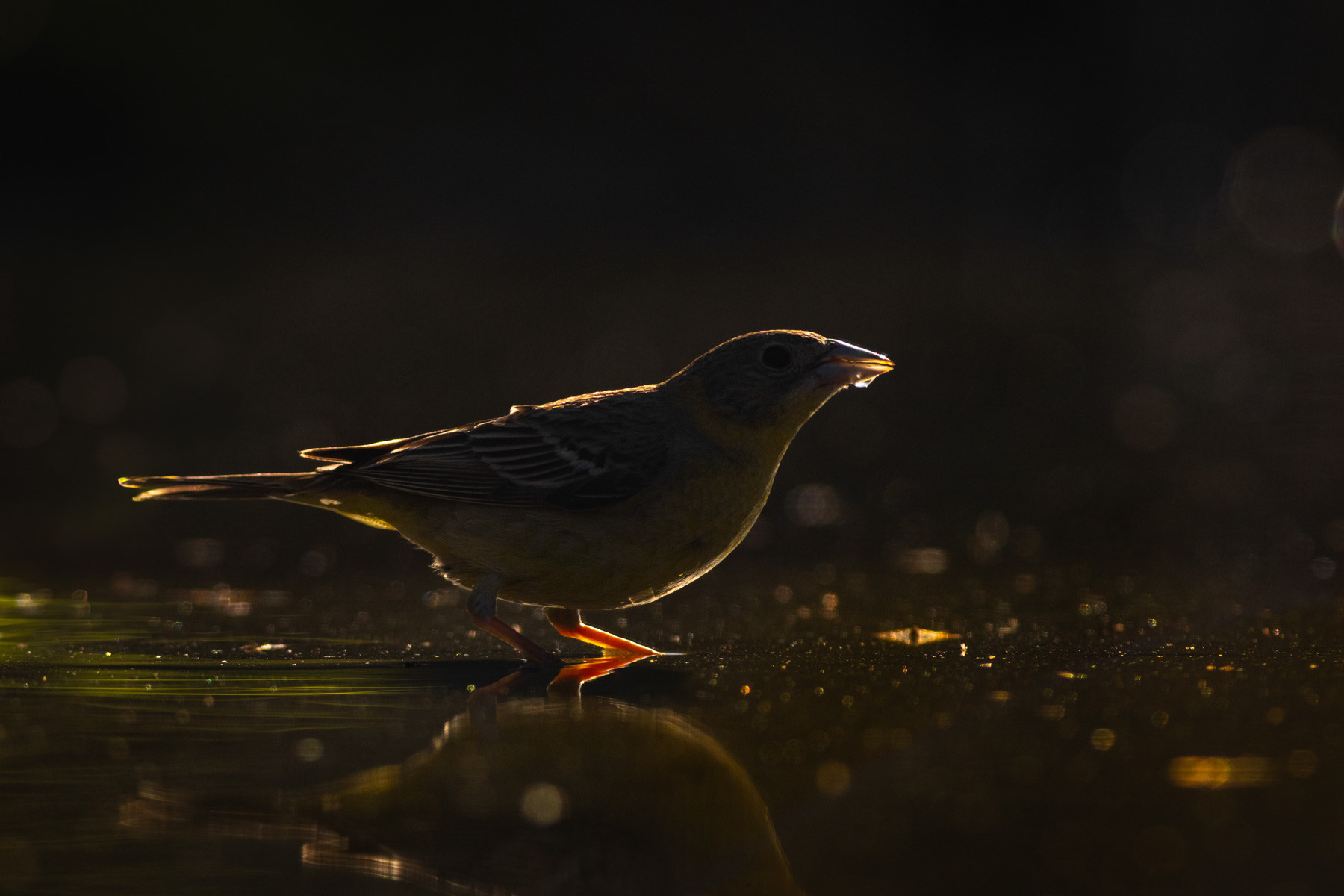 Черноглава овесарка/ Black-headed bunting