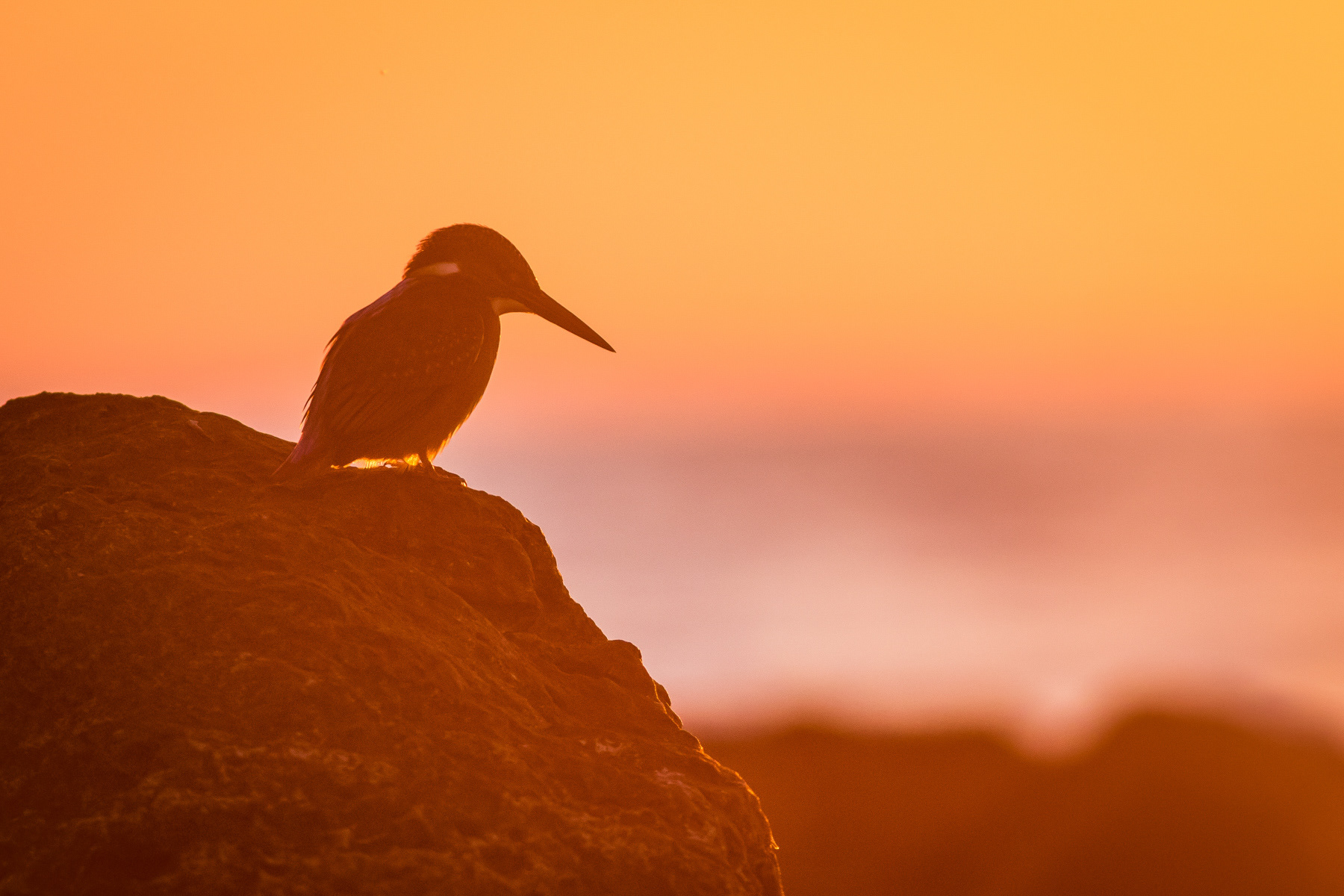 Земеродно рибарче/ Common kingfisher