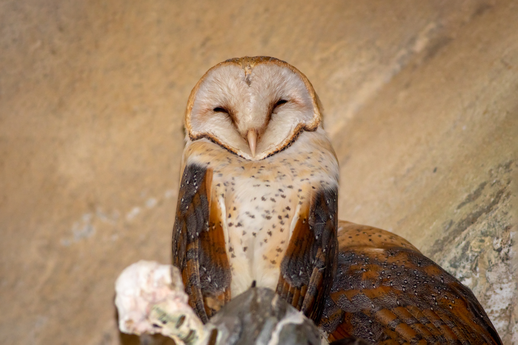 Забулена сова/ Barn owl