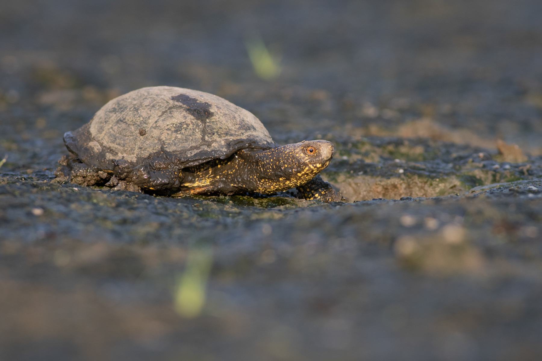 Европейска блатна костенурка/ European pond turtle