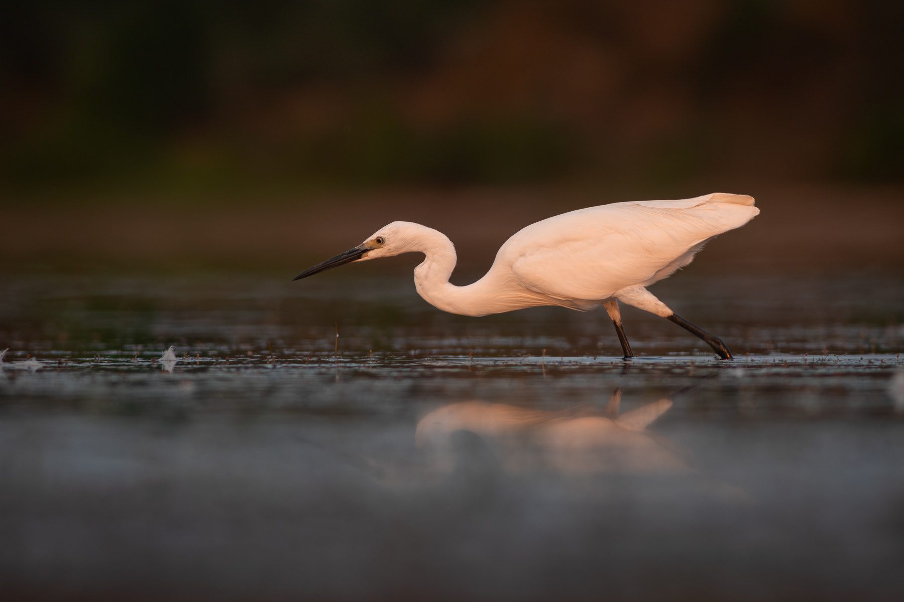 Малка бяла чапла/ Little egret
