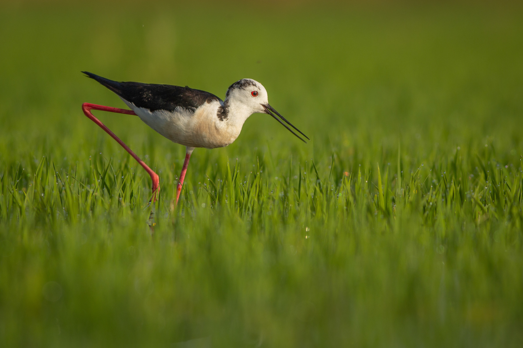 Кокилобегач/ Black-winged Stilt