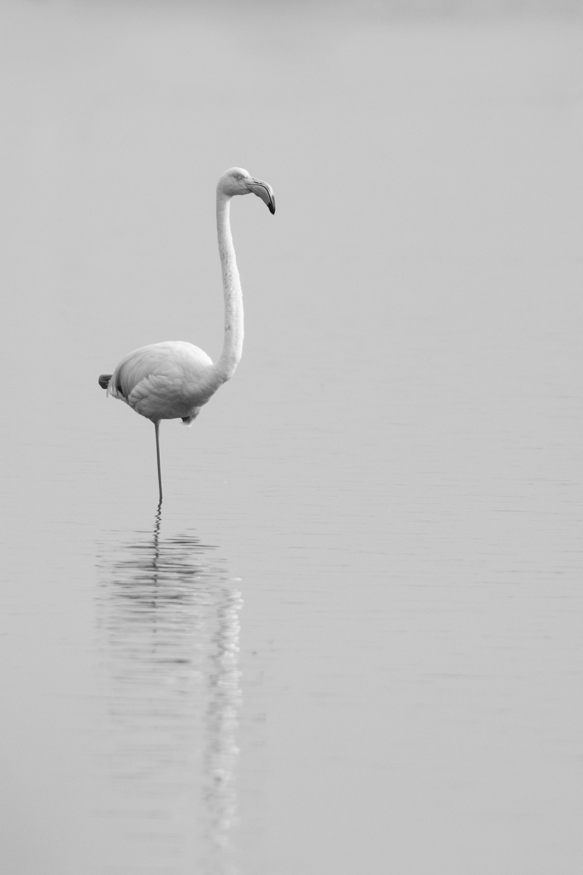 Розово фламинго/ Greater flamingo