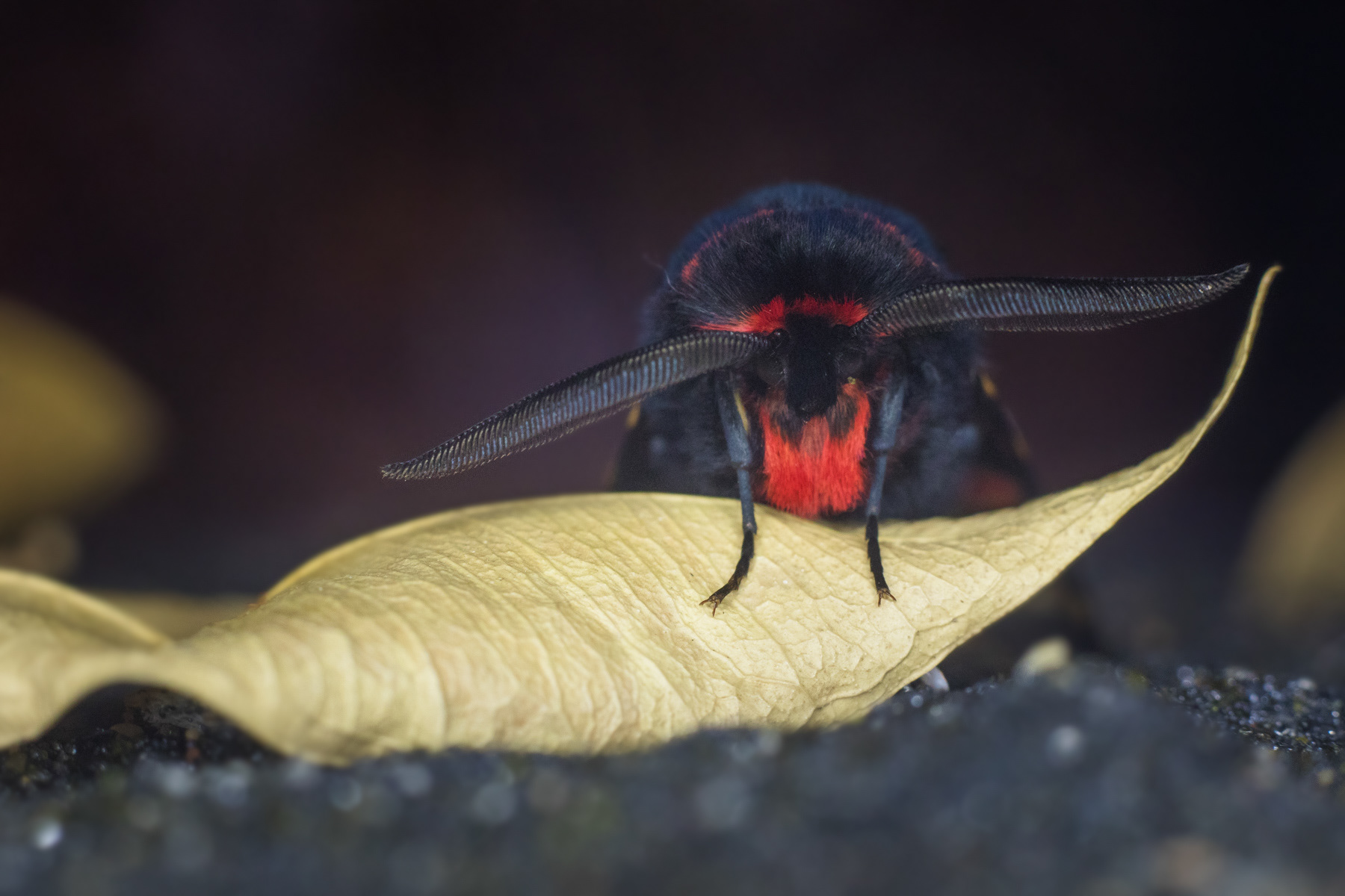 Hebe tiger moth/ Arctia festiva