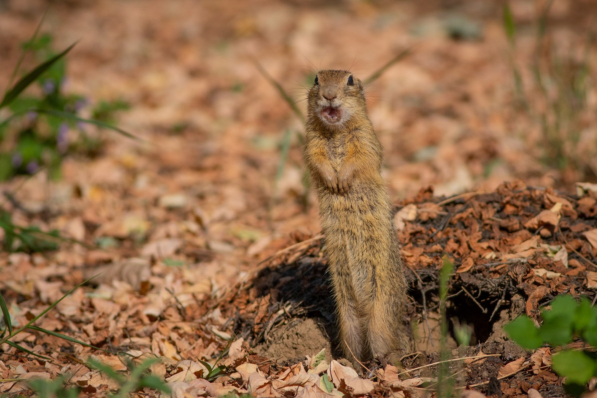 Лалугер/ European ground squirrel
