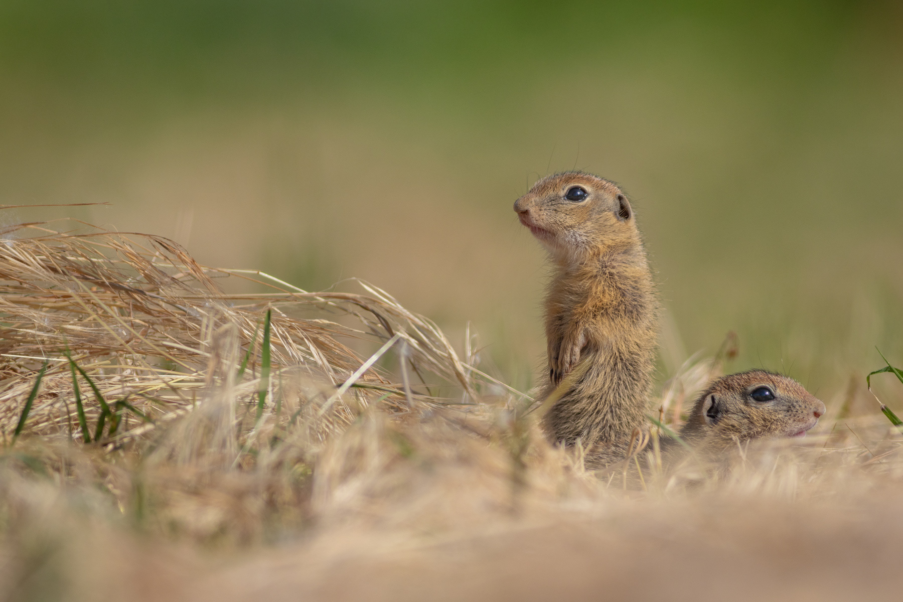 Лалугер/ European ground squirrel