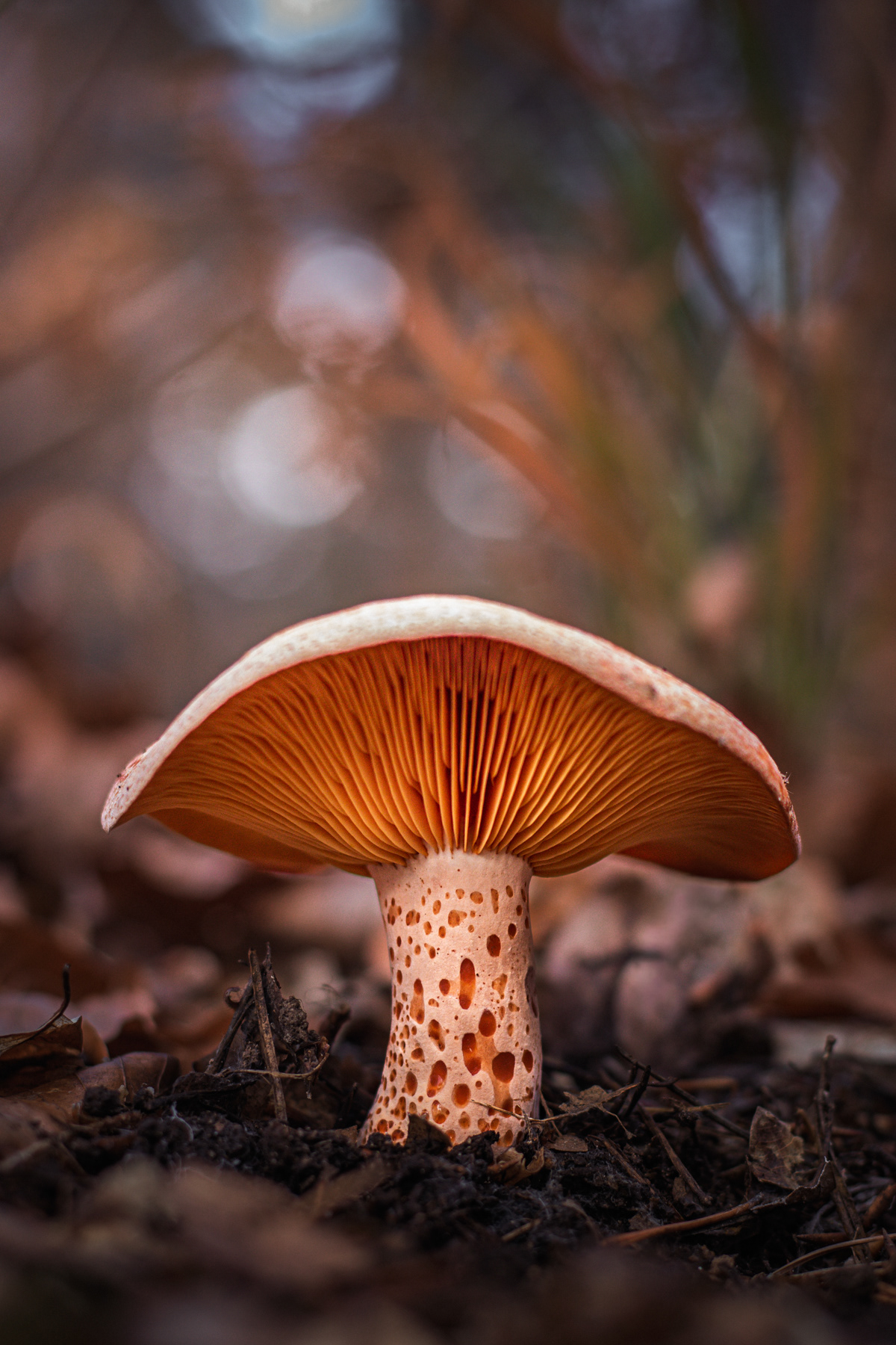 Обикновената млечница/ Saffron milk cap