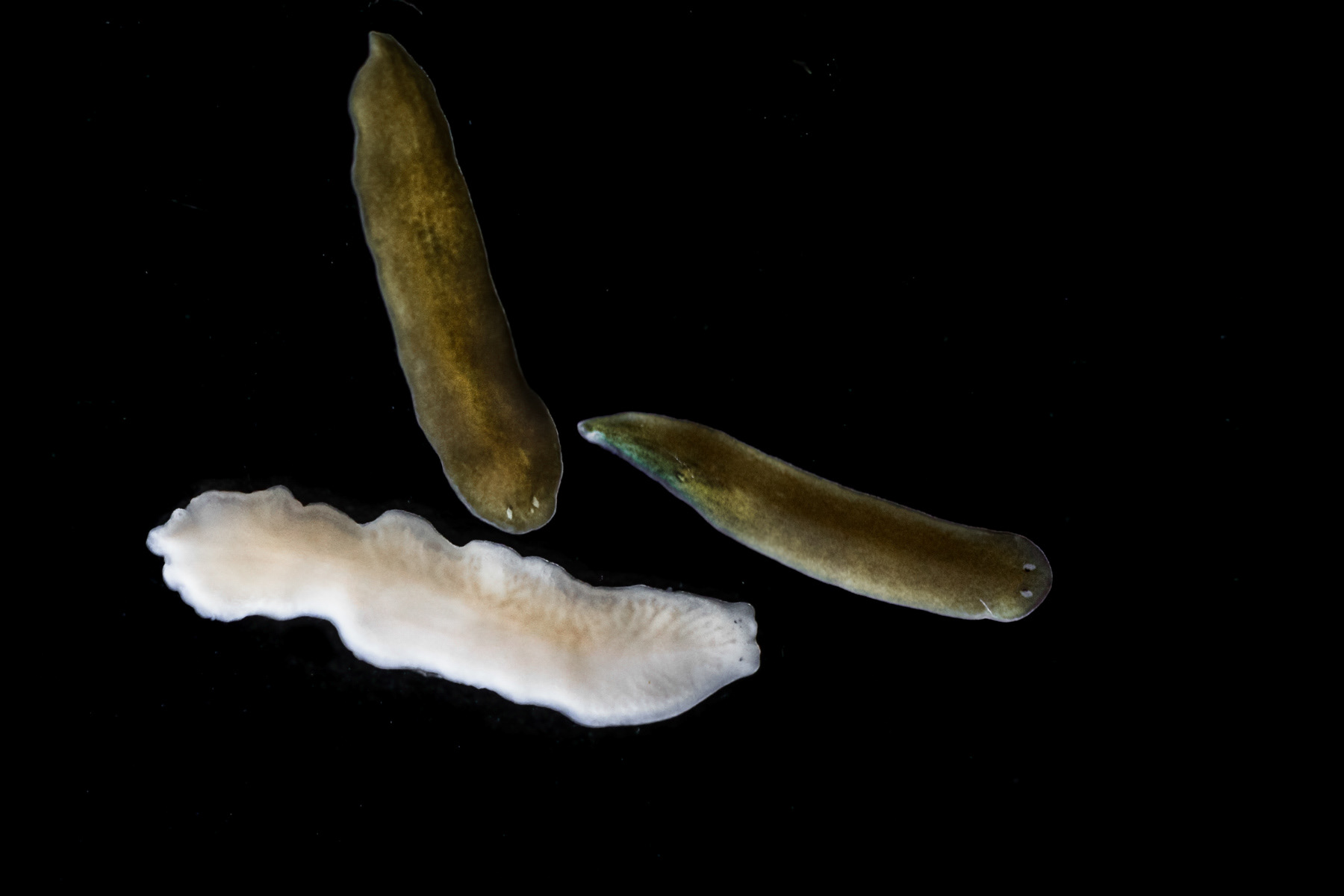 Dendrocoelum lacteum & Dugesia gonocephala