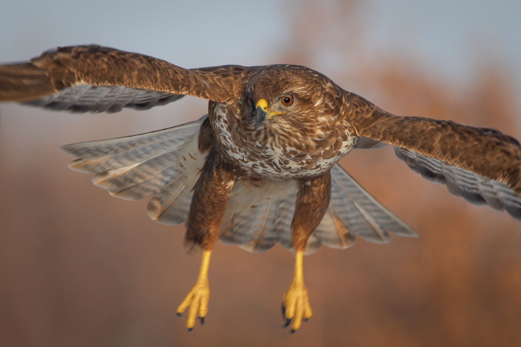 Обикновен мишелов/ Common buzzard