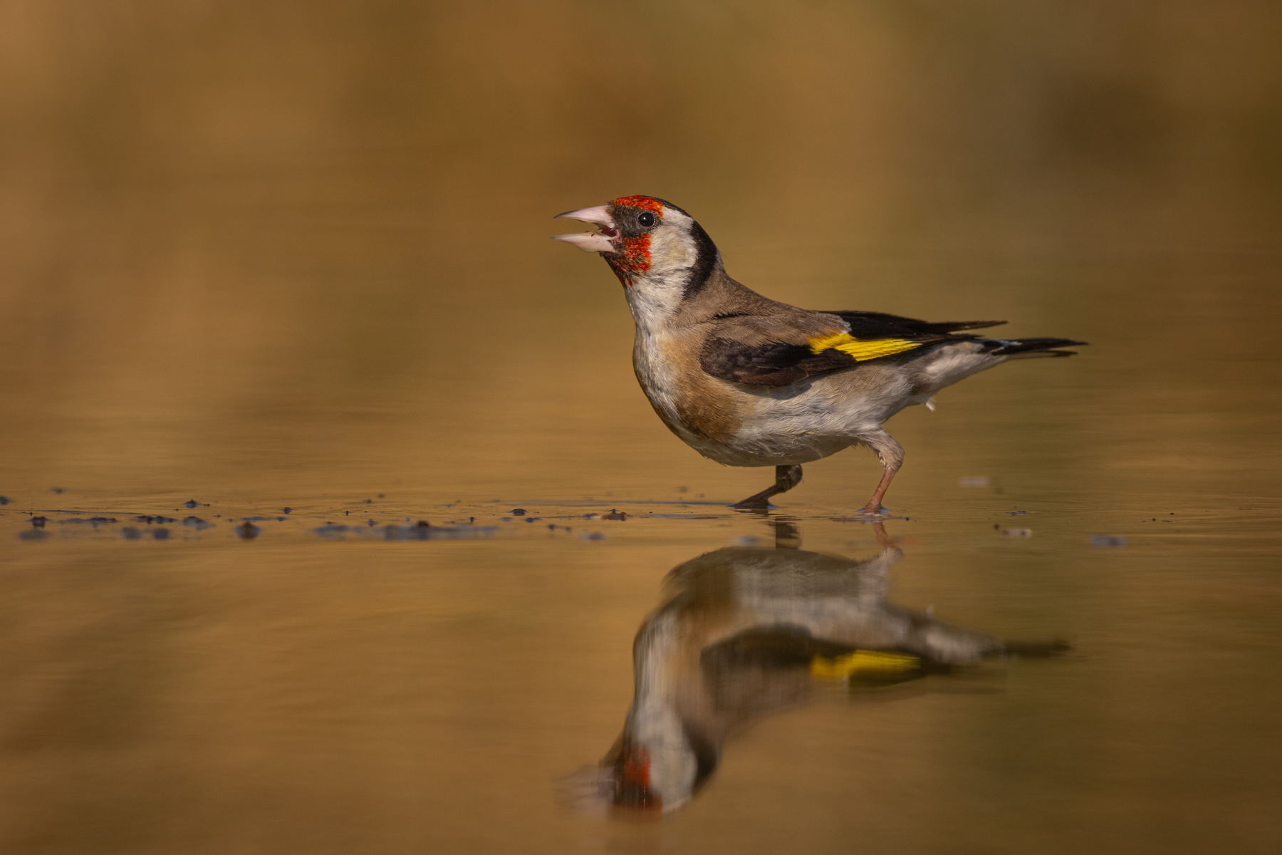 Щиглец/ European goldfinch