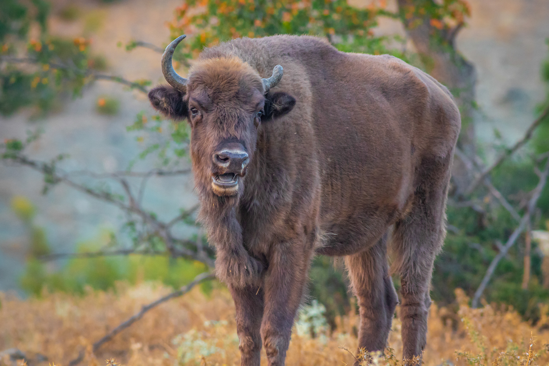 Европейски бизон/ European bison