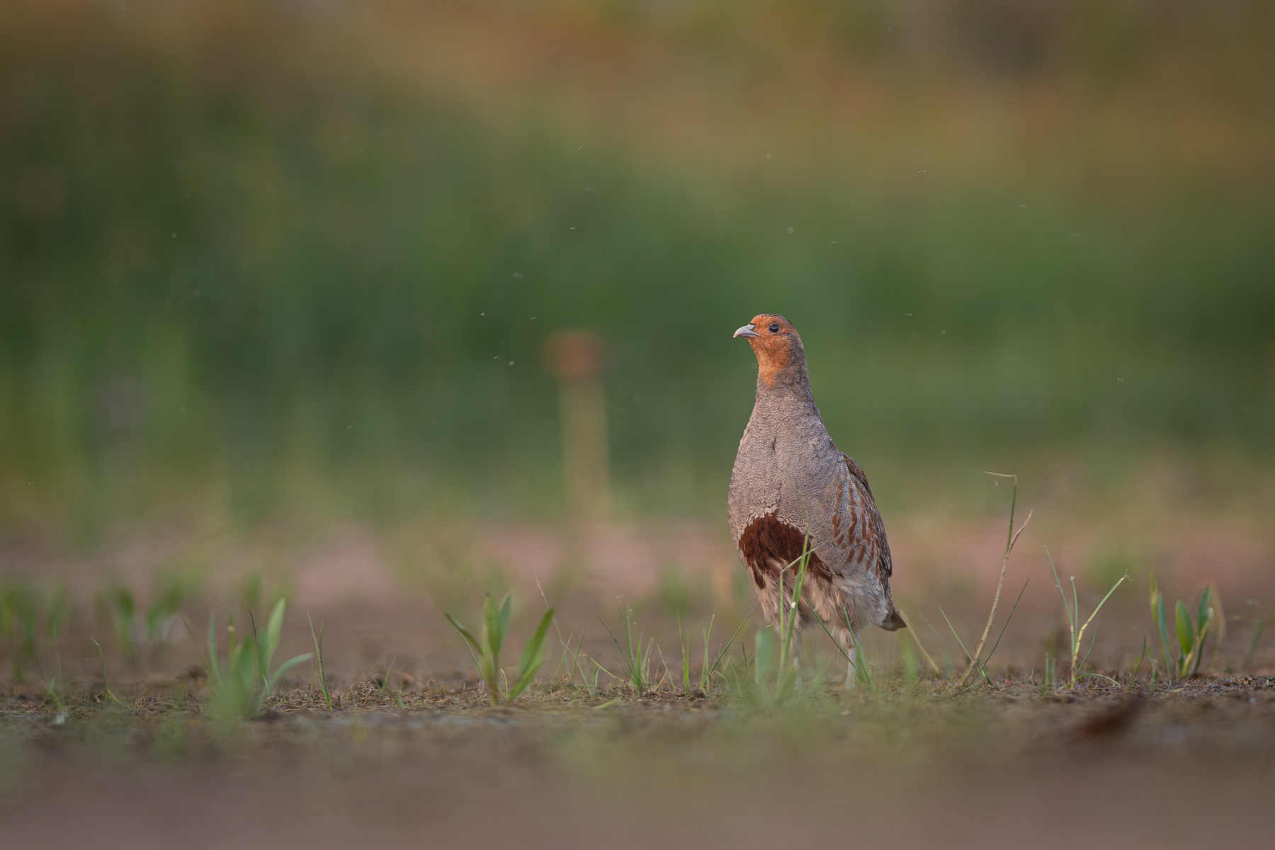 Яребица/ Gray Partridge