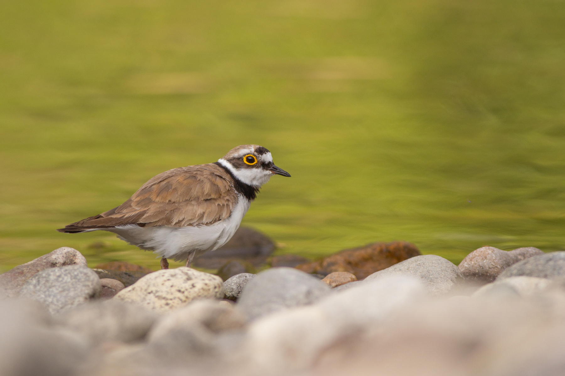 Речен дъждосвирец/ Little ringed plover