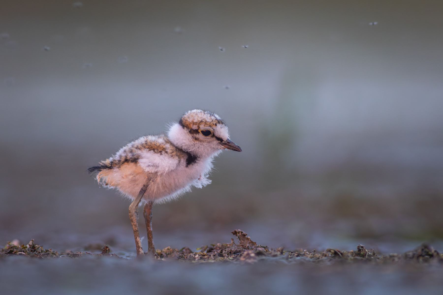 Речен дъждосвирец/ Little ringed plover