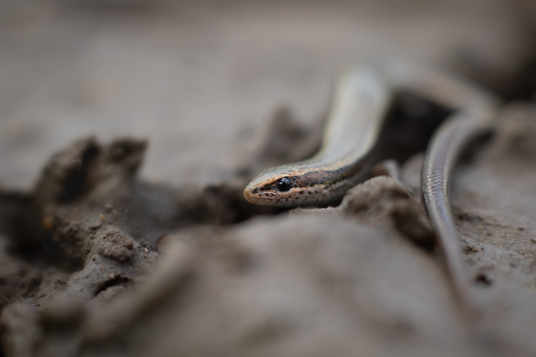 Късокрак гущер/ European copper skink